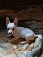 Stanley, a male Chihuahua for sale in Lenoir, NC – 4 of 4