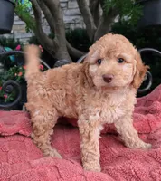Waffles, a female Labradoodle for sale in Mundelein, IL – 2 of 5