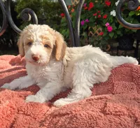 Roscoe, a male Miniature Labradoodle for sale in Mundelein, IL – 3 of 6