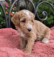 Arlo, a male Miniature Labradoodle for sale in Mundelein, IL – 4 of 6