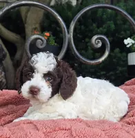 Brandy, a female Australian Labradoodle for sale in Mundelein, IL – 2 of 4