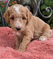 Arlo, a male Miniature Labradoodle for sale in Mundelein, IL – 2 of 6