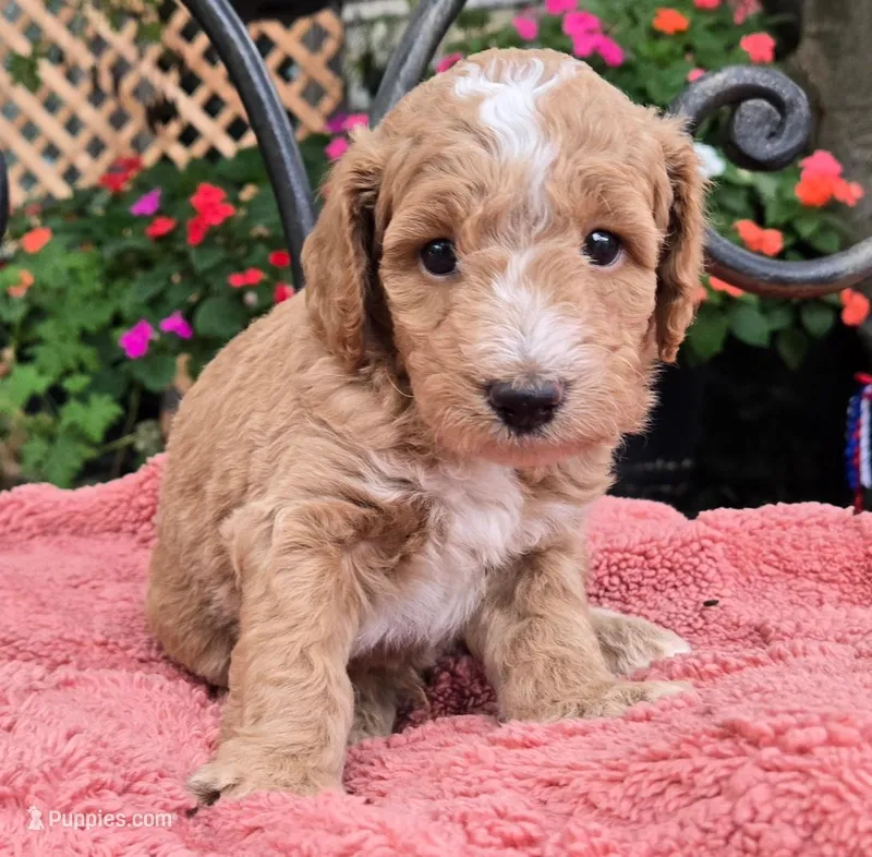 Arlo – Miniature Labradoodle puppy for sale in Mundelein, IL