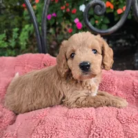 Bosco, a male Miniature Labradoodle for sale in Mundelein, IL – 2 of 6