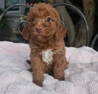 Bonnie, a female Miniature Labradoodle for sale in Mundelein, IL – 2 of 5