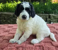 Ringo, a male Australian Labradoodle for sale in Mundelein, IL – 2 of 5