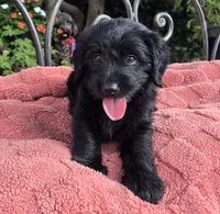 Cuddles, a male Labradoodle for sale in Mundelein, IL – 1 of 5