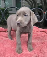 Daisy, a female Labrador Retriever for sale in Mundelein, IL – 5 of 5