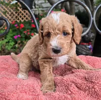 Ace, a male Miniature Labradoodle for sale in Mundelein, IL – 3 of 6