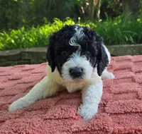 Bandit, a male Australian Labradoodle for sale in Mundelein, IL – 3 of 5