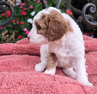 Pancake, a female Miniature Labradoodle for sale in Mundelein, IL – 5 of 5