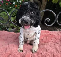 Danny, a male Miniature Labradoodle for sale in Mundelein, IL – 2 of 6