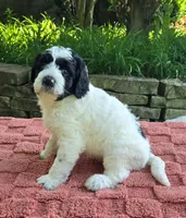 Ringo, a male Australian Labradoodle for sale in Mundelein, IL – 4 of 5