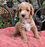 Ace, a male Miniature Labradoodle for sale in Mundelein, IL – 6 of 6