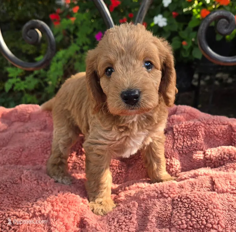 Bosco – Miniature Labradoodle puppy for sale in Mundelein, IL