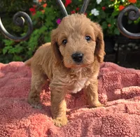Bosco, a male Miniature Labradoodle for sale in Mundelein, IL – 1 of 6