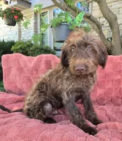 Bailey, a male Labradoodle for sale in Mundelein, IL – 5 of 5