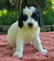 Shasta, a female Australian Labradoodle for sale in Mundelein, IL – 3 of 5
