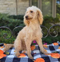 processed/54551afe-fc14-49a1-a6e6-26fd6658080f/listing/42dfe4cc-2744-4ac5-93ed-df876612bb10/4201ba29-033c-47e9-8bb8-120333477bfe