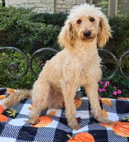 processed/54551afe-fc14-49a1-a6e6-26fd6658080f/listing/42dfe4cc-2744-4ac5-93ed-df876612bb10/6bacd590-ee1c-4b51-aa7f-0fac704e8ad4