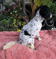 Danny, a male Miniature Labradoodle for sale in Mundelein, IL – 4 of 6