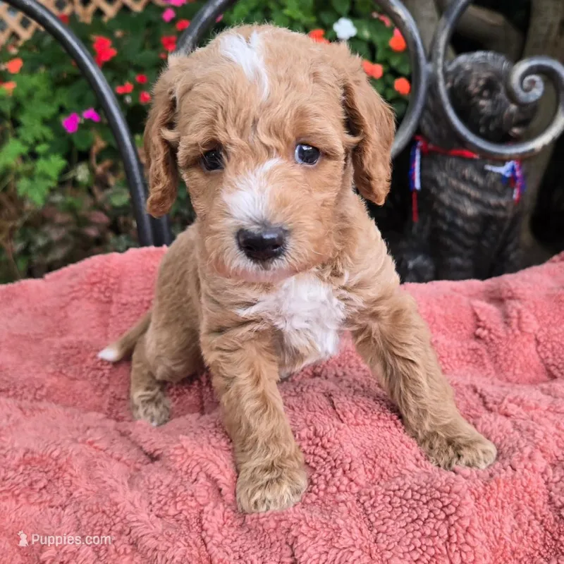 Ace – Miniature Labradoodle puppy for sale in Mundelein, IL