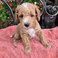 Ace, a male Miniature Labradoodle for sale in Mundelein, IL – 1 of 6