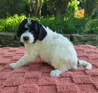 Bandit, a male Australian Labradoodle for sale in Mundelein, IL – 5 of 5