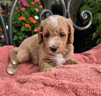 Ace, a male Miniature Labradoodle for sale in Mundelein, IL – 4 of 6
