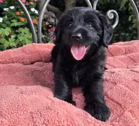 Cuddles, a male Labradoodle for sale in Mundelein, IL – 5 of 5
