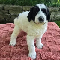 Ringo, a male Australian Labradoodle for sale in Mundelein, IL – 3 of 5