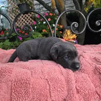 Sammy, a male Labrador Retriever for sale in Mundelein, IL – 3 of 3