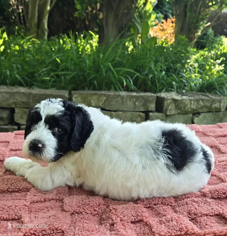 Ringo – Australian Labradoodle puppy for sale in Mundelein, IL