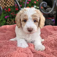 Roscoe, a male Miniature Labradoodle for sale in Mundelein, IL – 6 of 6