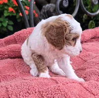 Pancake, a female Miniature Labradoodle for sale in Mundelein, IL – 3 of 5