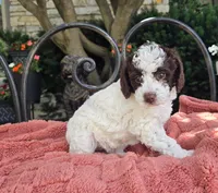 Brandy, a female Australian Labradoodle for sale in Mundelein, IL – 3 of 4