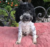 Danny, a male Miniature Labradoodle for sale in Mundelein, IL – 5 of 6