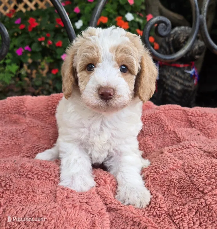Roscoe – Miniature Labradoodle puppy for sale in Mundelein, IL