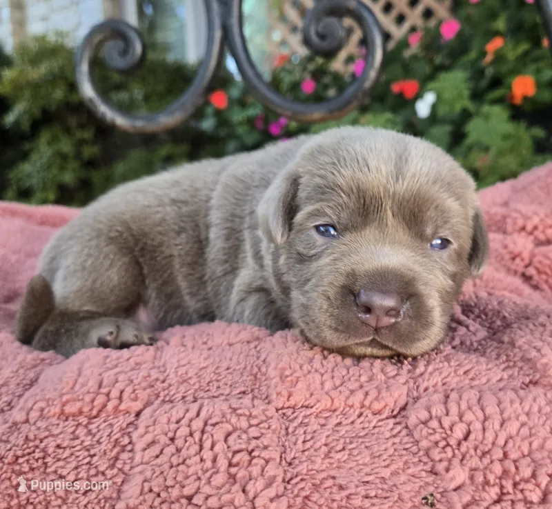 Jade – Labrador Retriever puppy for sale in Mundelein, IL