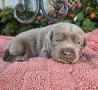 Jade, a female Labrador Retriever for sale in Mundelein, IL – 1 of 4