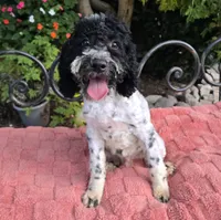 Danny, a male Miniature Labradoodle for sale in Mundelein, IL – 3 of 6