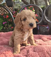 Bosco, a male Miniature Labradoodle for sale in Mundelein, IL – 4 of 6