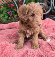 Bella, a female Miniature Labradoodle for sale in Mundelein, IL – 5 of 6