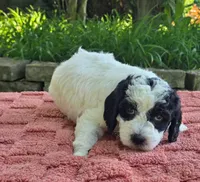 Shasta, a female Australian Labradoodle for sale in Mundelein, IL – 2 of 5