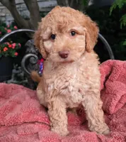 Waffles, a female Labradoodle for sale in Mundelein, IL – 3 of 5