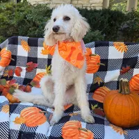 Cottonball, a male Miniature Labradoodle for sale in Mundelein, IL – Photo 3 of 5