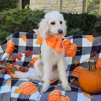 Cottonball, a male Miniature Labradoodle for sale in Mundelein, IL – Photo 5 of 5