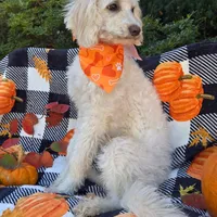 Cottonball, a male Miniature Labradoodle for sale in Mundelein, IL – Photo 1 of 5