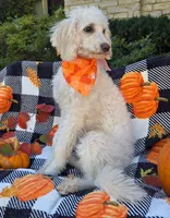 processed/54551afe-fc14-49a1-a6e6-26fd6658080f/listing/68f2611d-2f8c-42a9-b79b-64643315bcb1/8bc9cabb-d941-4260-bea3-0c74810f152f