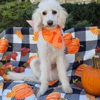 Cottonball, a male Miniature Labradoodle for sale in Mundelein, IL – Photo 4 of 5